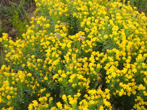 Image of Euryops floribundus N. E. Br.