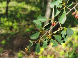 Image of Erythroxylum guatemalense Lundell