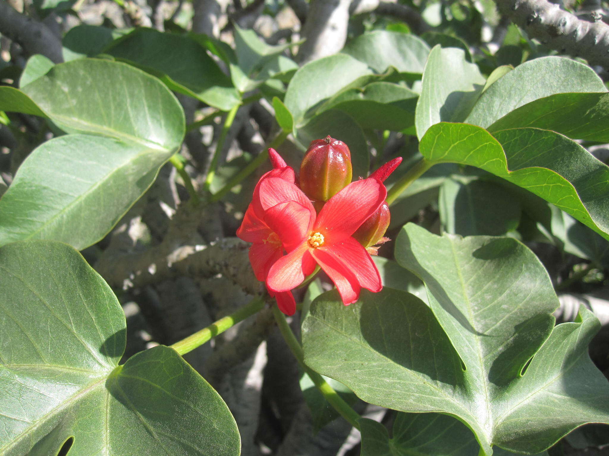 Image of Jatropha macrantha Müll. Arg.