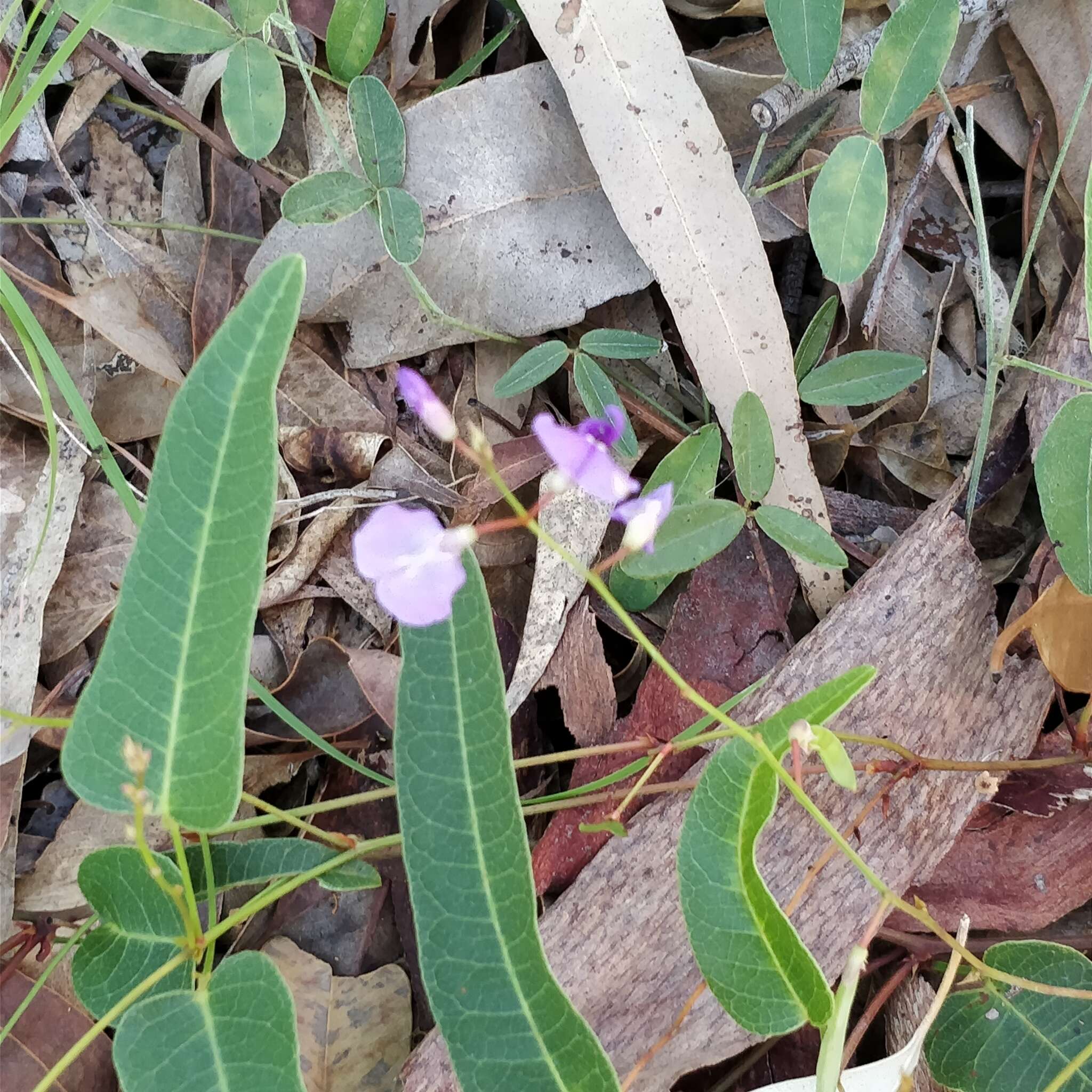 Hardenbergia violacea (Schneev.) Stearn resmi