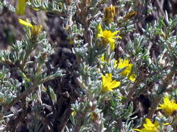 Image of Oedera humilis (Less.) N. G. Bergh