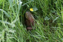 Image of American Bullfrog