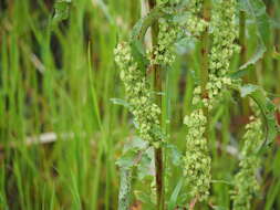 Imagem de Rumex japonicus Houtt.