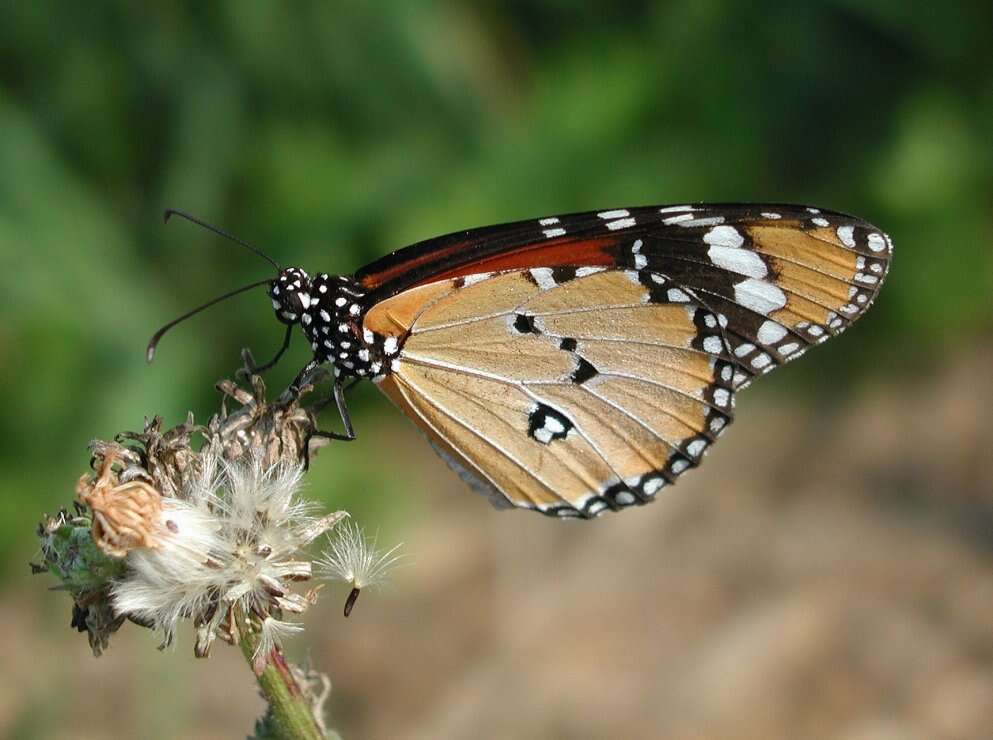 Image of Plain tiger