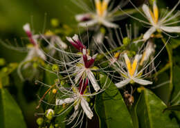 Image of Capparis henryi Matsum.