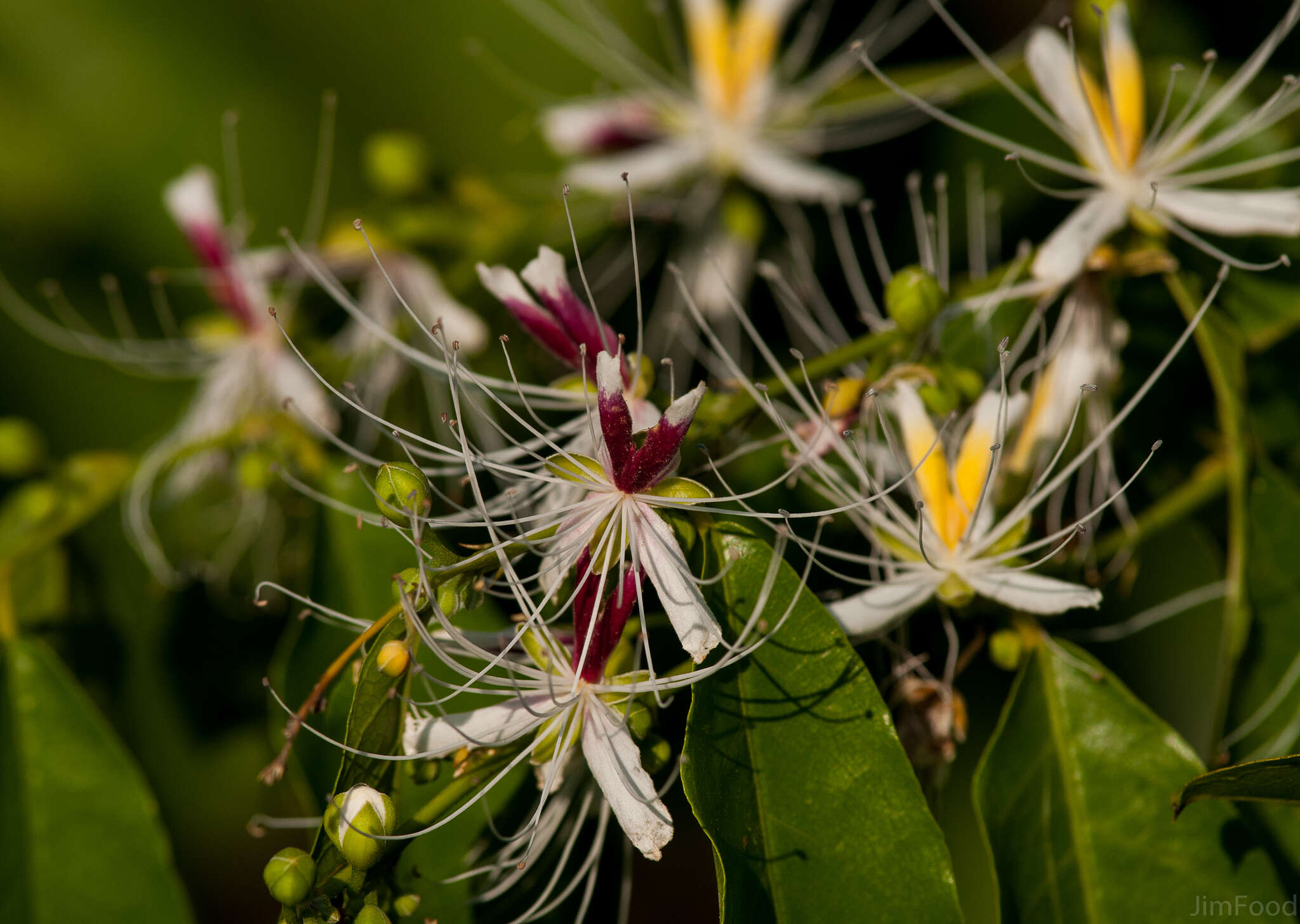 Image of Capparis henryi Matsum.