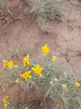 Image de Picradeniopsis oppositifolia (Nutt.) Rydb.