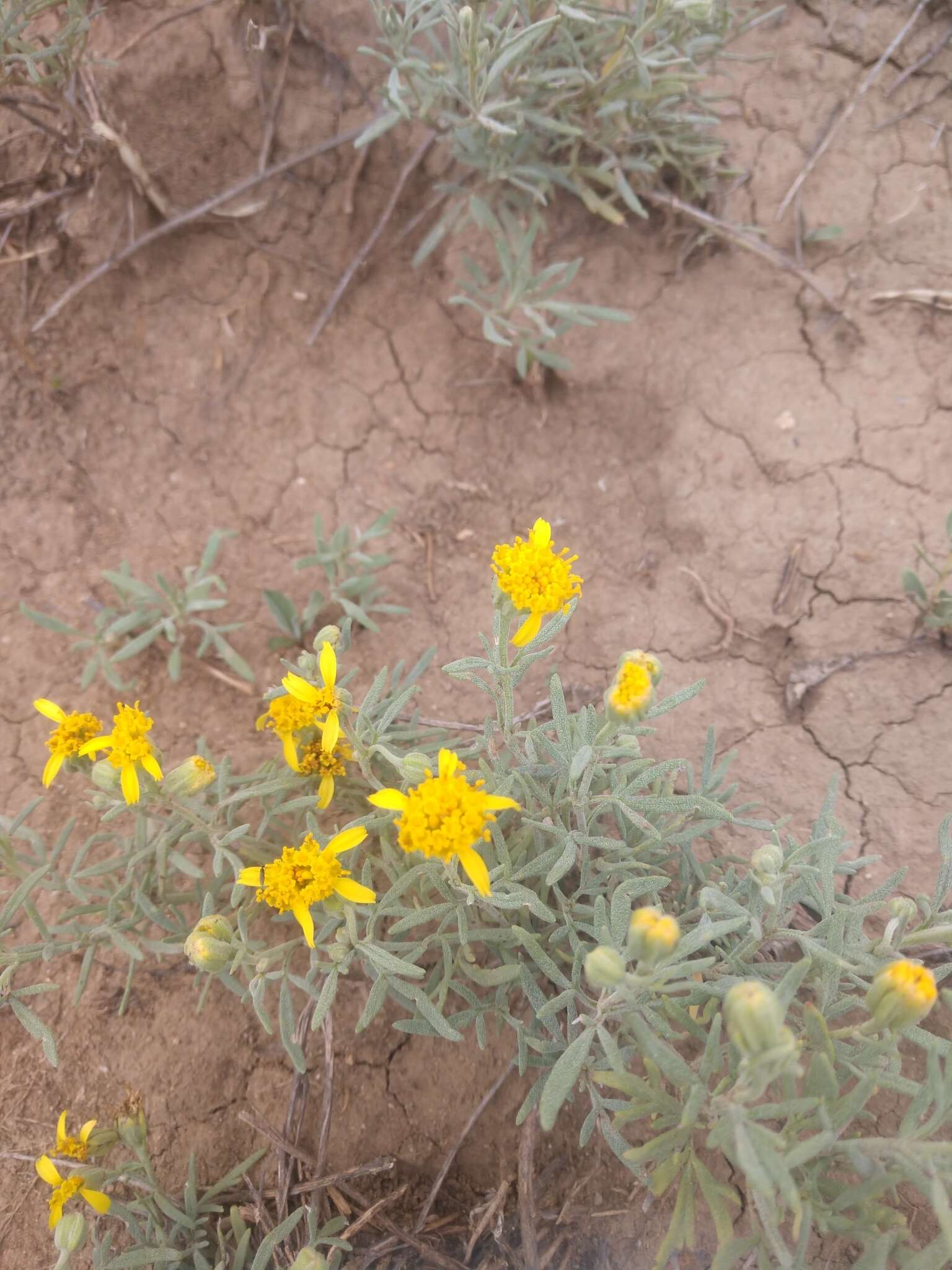 Plancia ëd Picradeniopsis oppositifolia (Nutt.) Rydb.