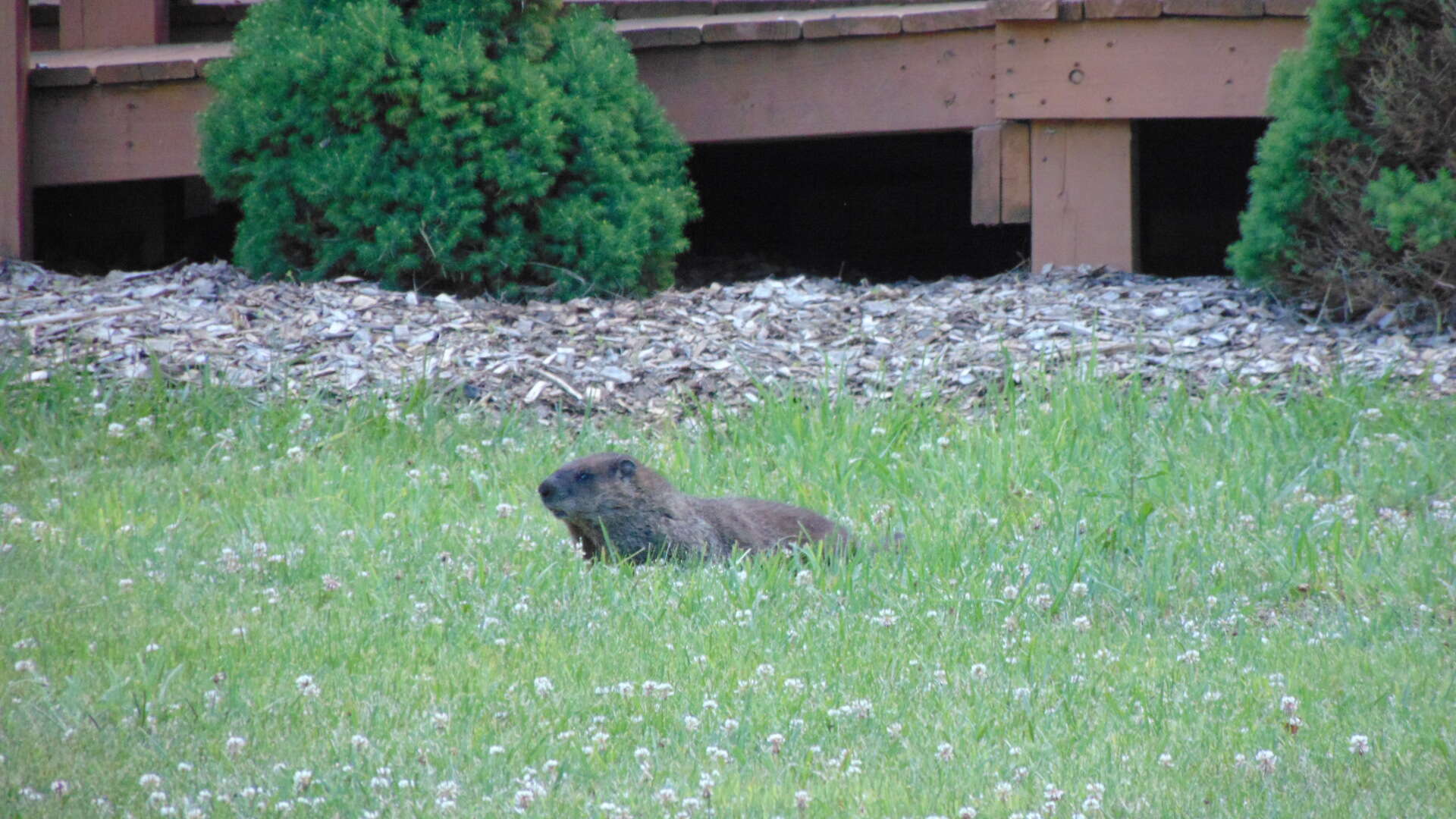 Sivun Marmota subgen. Marmota Blumenbach 1779 kuva