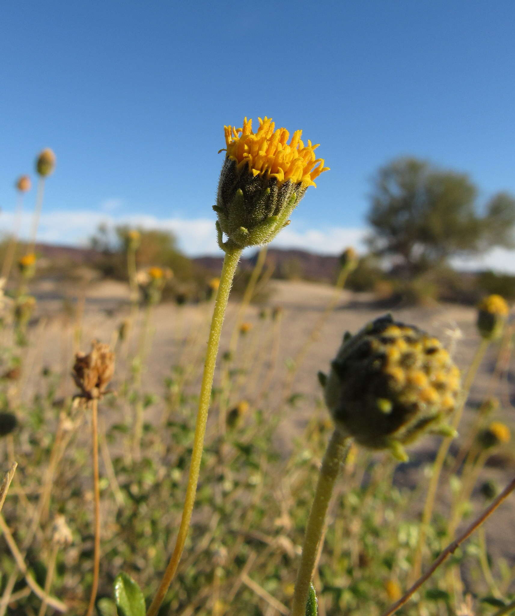 Sivun Encelia frutescens (A. Gray) A. Gray kuva