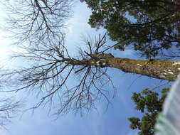 Image of Emerald ash borer