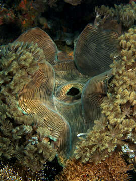 Image of Fluted Clam