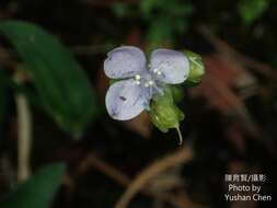 Murdannia bracteata (C. B. Clarke) J. K. Morton ex D. Y. Hong的圖片