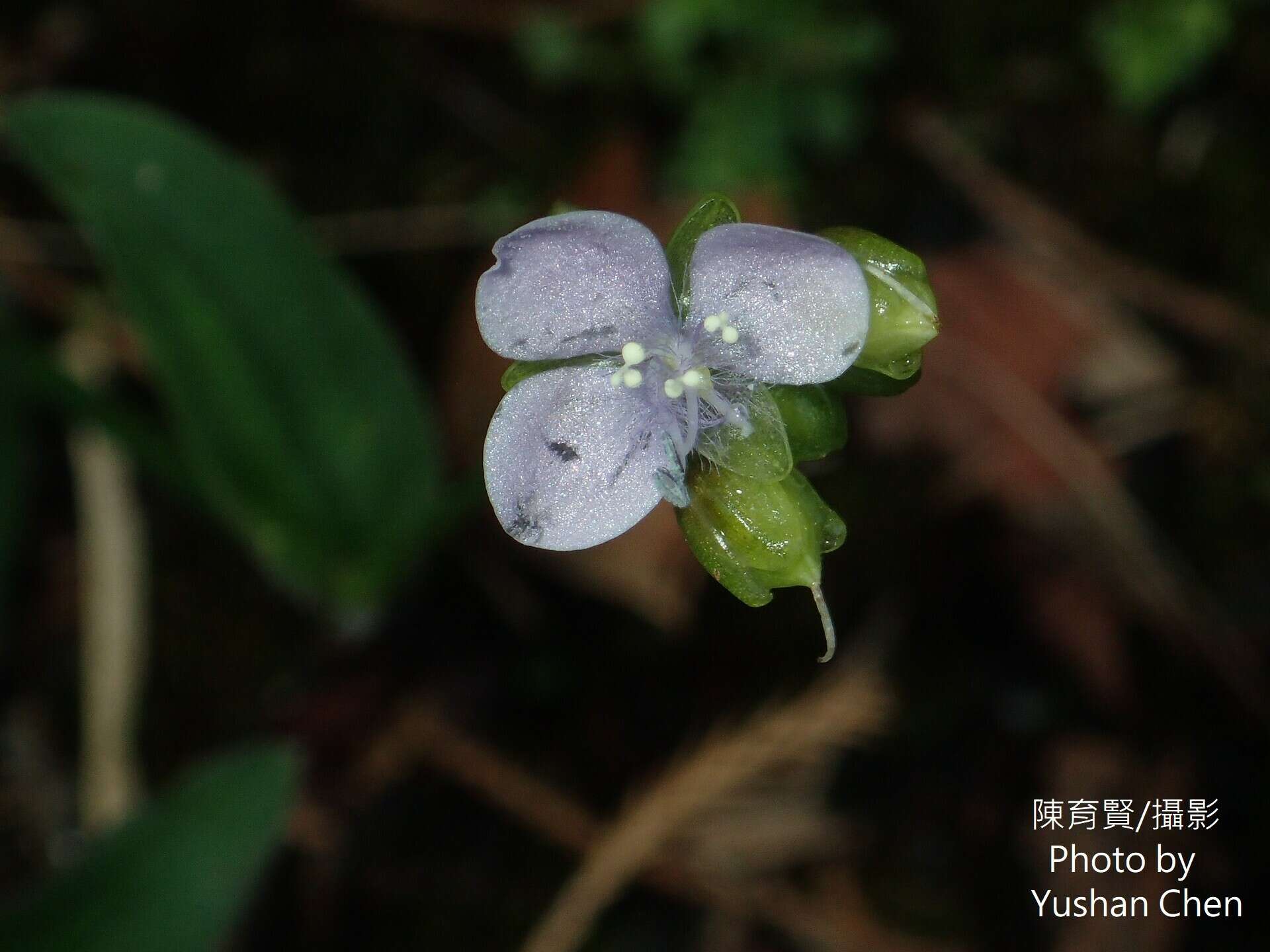 Murdannia bracteata (C. B. Clarke) J. K. Morton ex D. Y. Hong的圖片