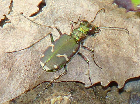 Image of Common Claybank Tiger Beetle