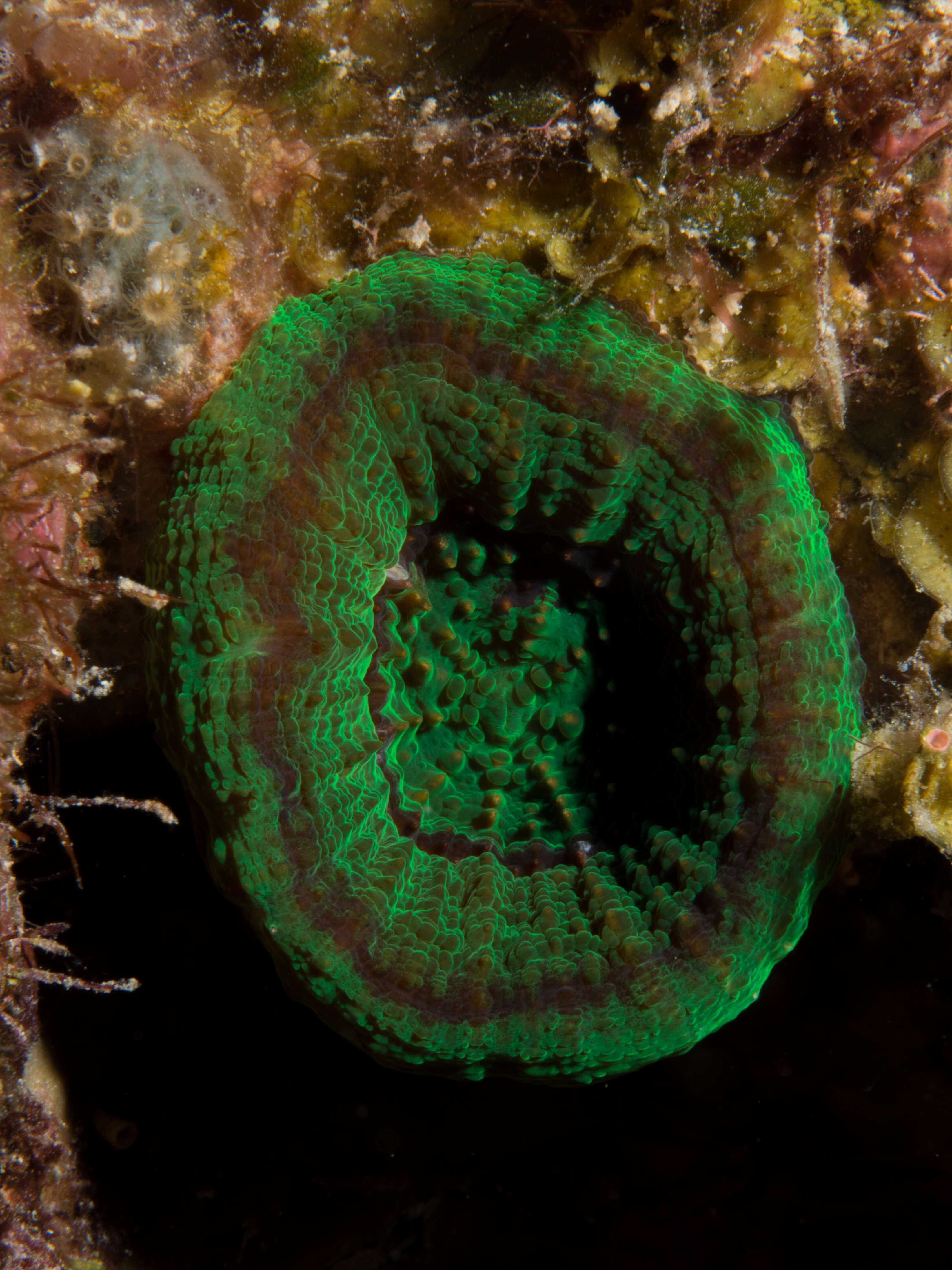 Image of Artichoke Coral