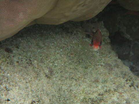 Image of Fine-lined Squirrelfish