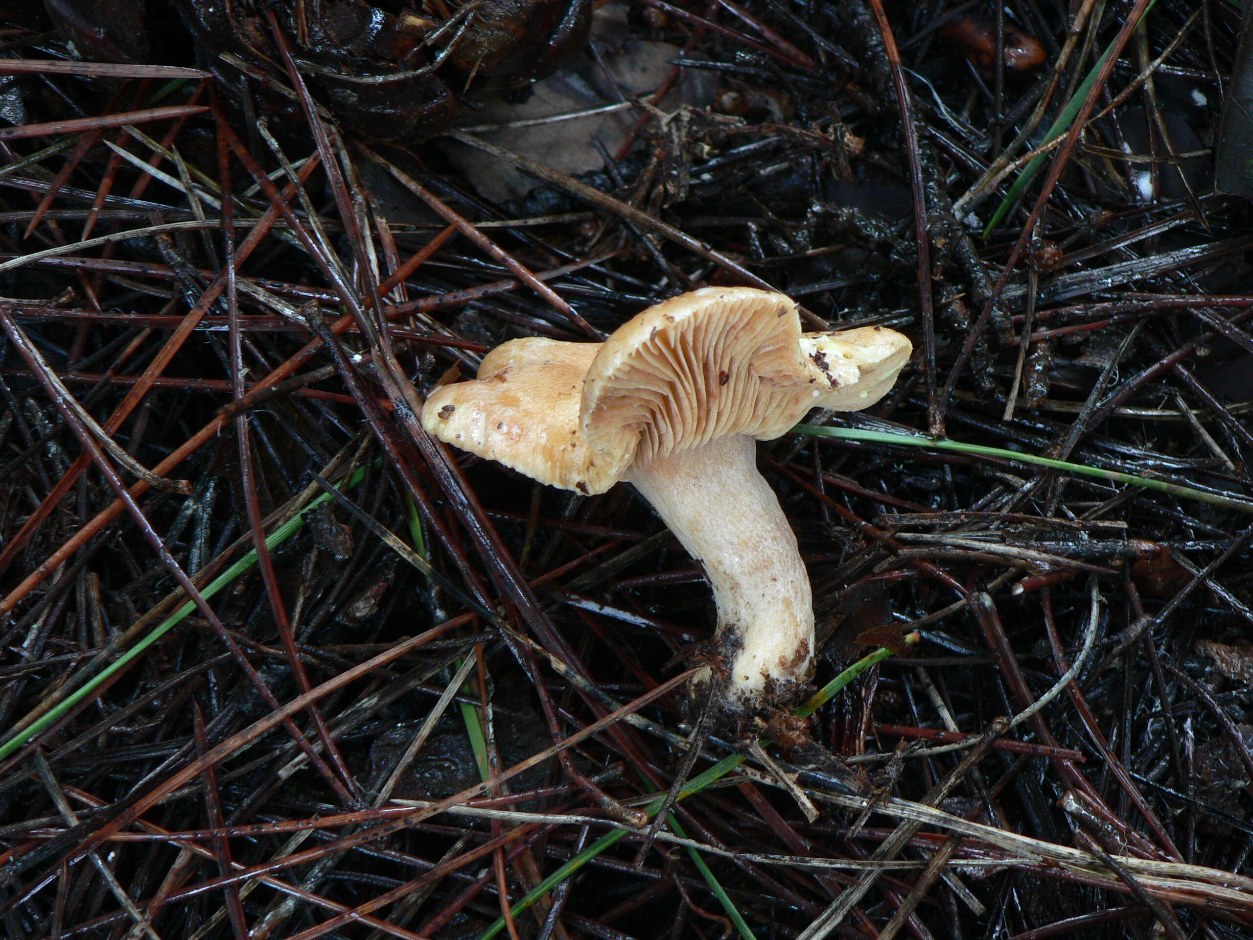 Image of Lactarius chrysorrheus Fr. 1838