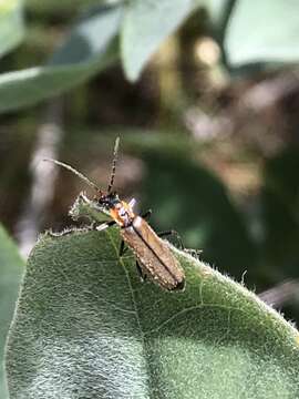 Image of Podabrus cavicollis