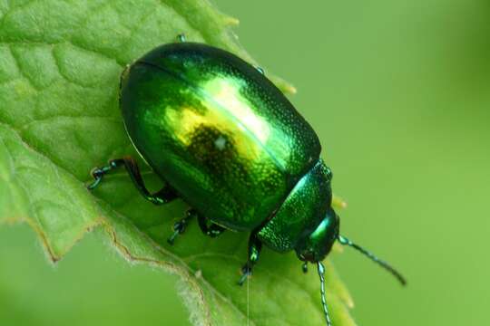 Image of Gastrophysa viridula