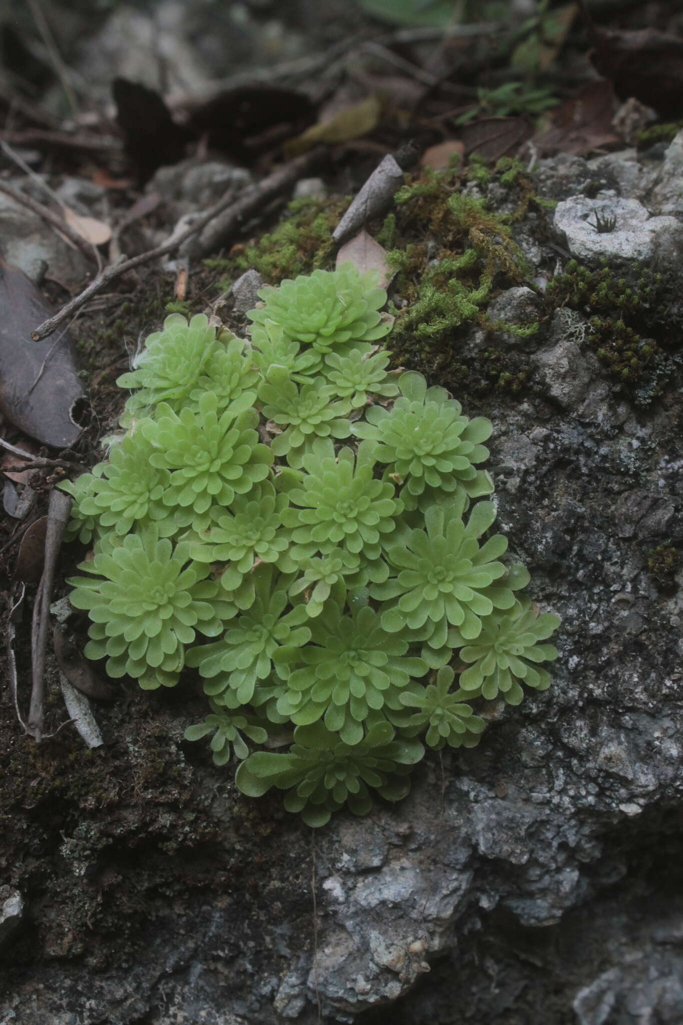 Imagem de Pinguicula debbertiana F. Speta & F. Fuchs