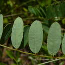 Image of Georgia false indigo