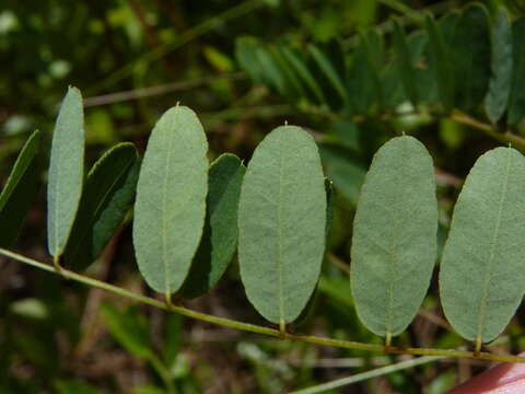 Image of Georgia Indigo-Bush