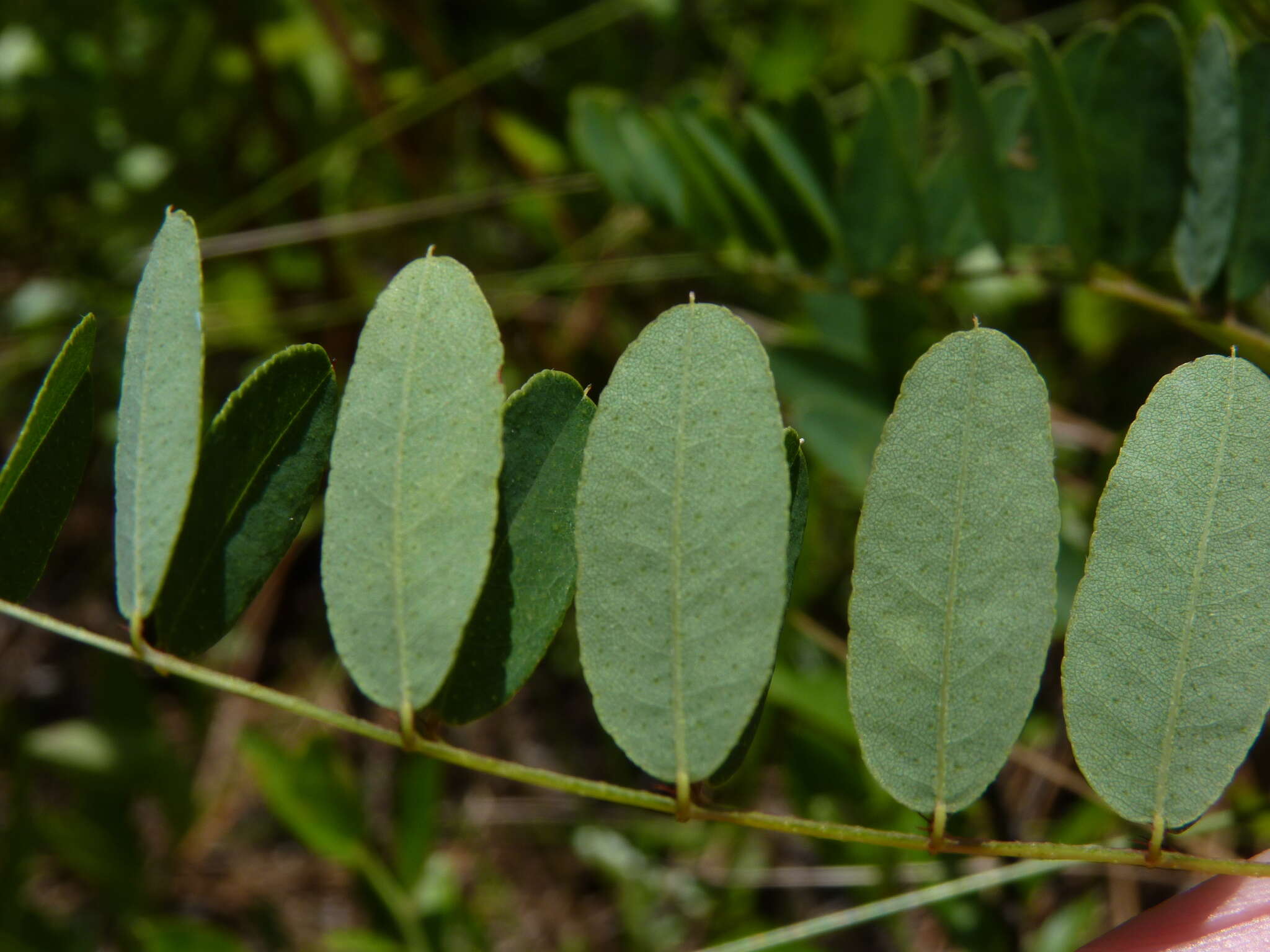 Image of Georgia false indigo