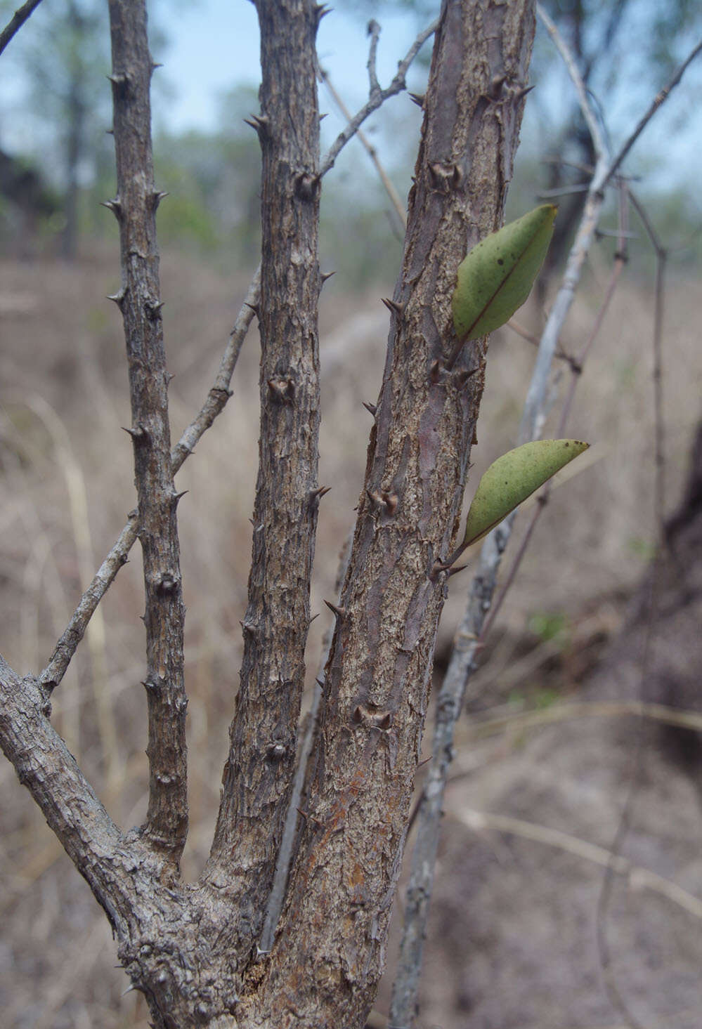 Image of Capparis canescens Banks ex DC.