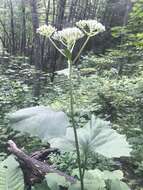 Image of great Indian plantain