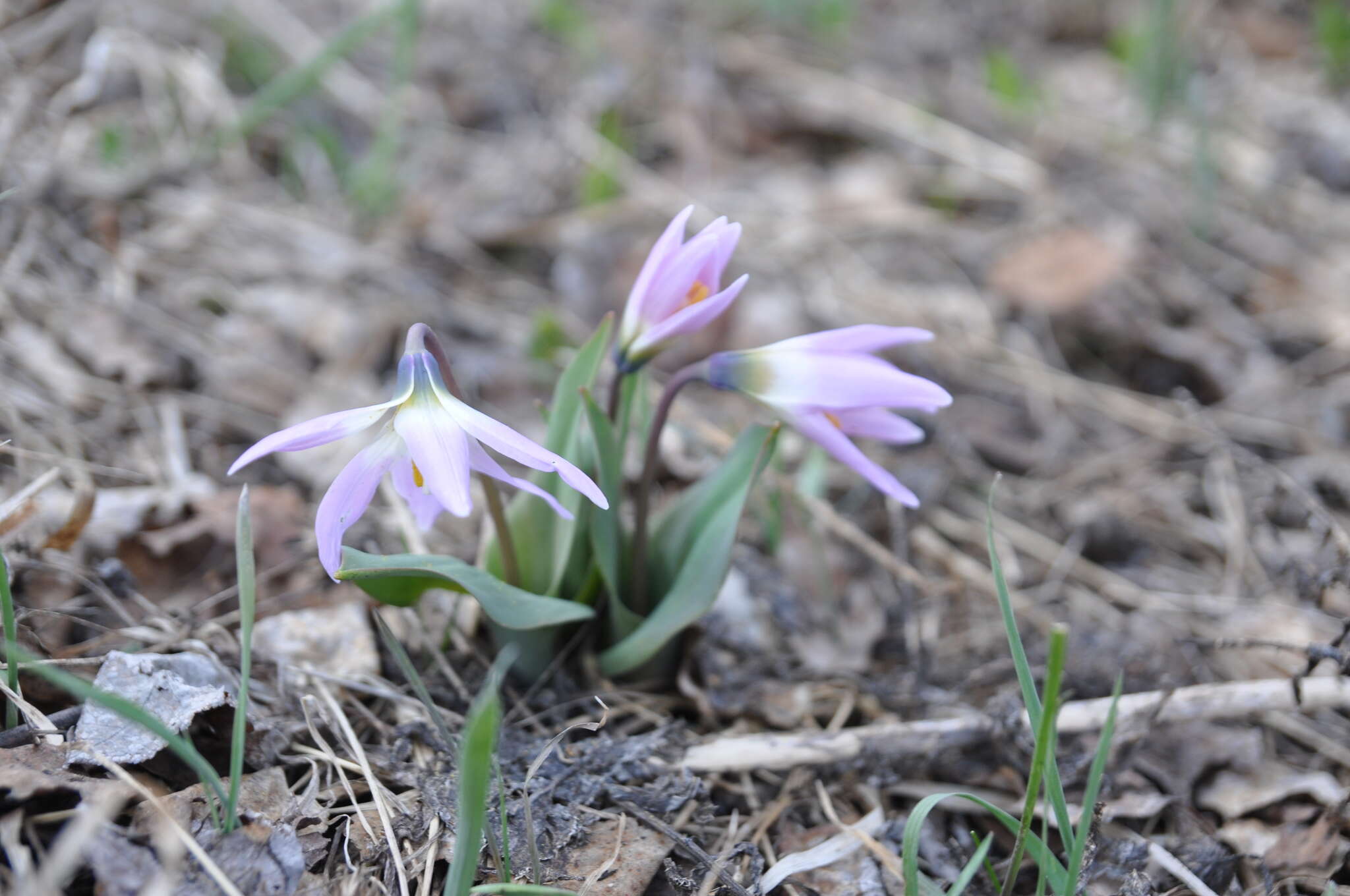 Imagem de Erythronium sibiricum (Fisch. & C. A. Mey.) Krylov