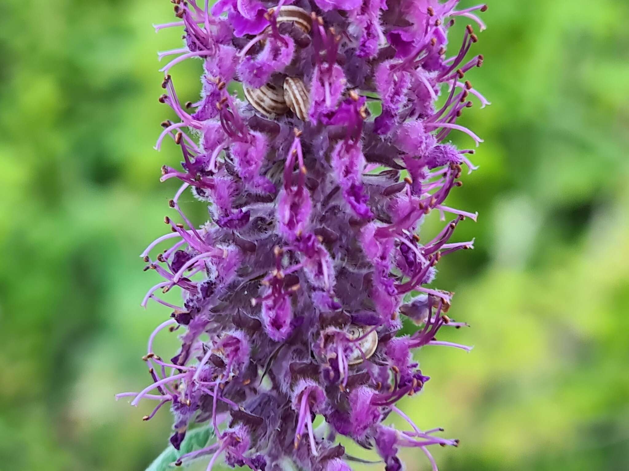 Image de Teucrium hircanicum L.