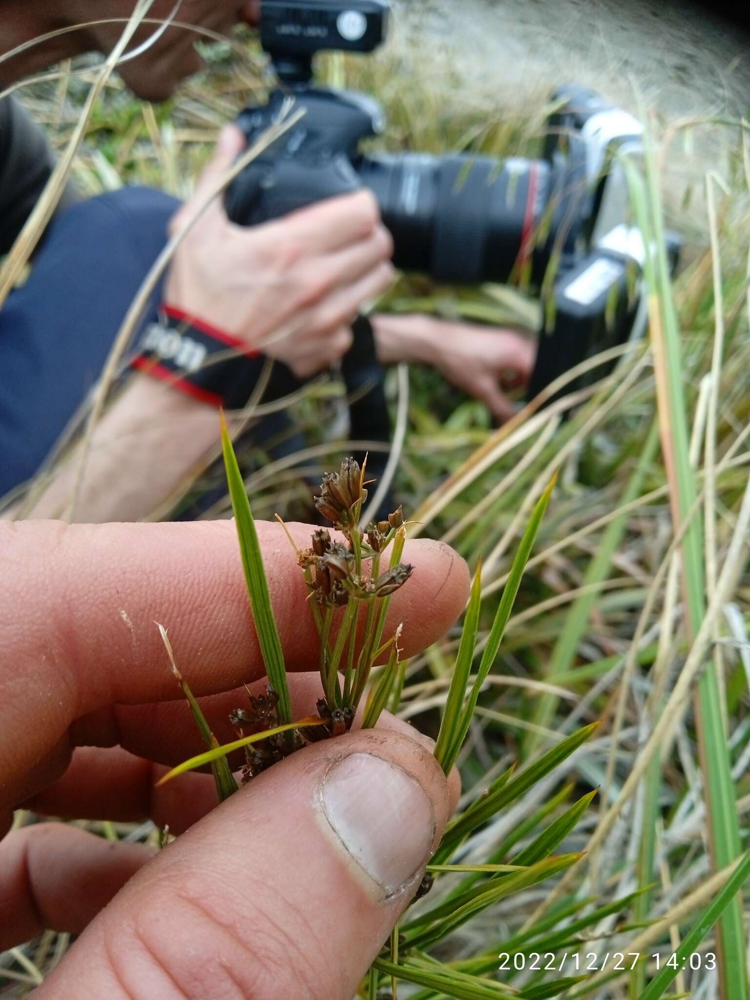 Image of Aciphylla crenulata Armst.