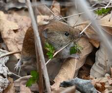 Image de Craseomys regulus Thomas 1907