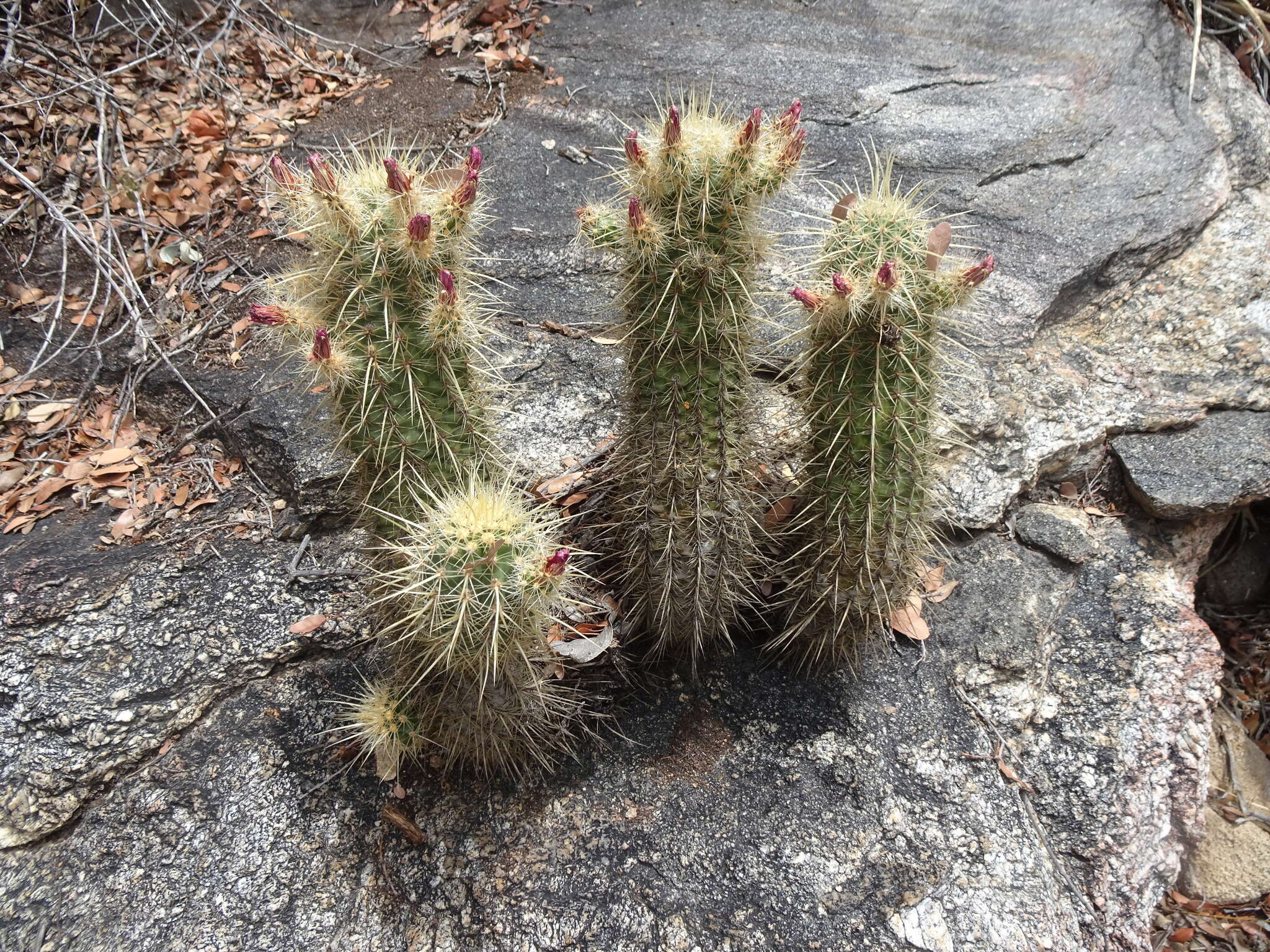 Image of Leding's Hedgehog Cactus