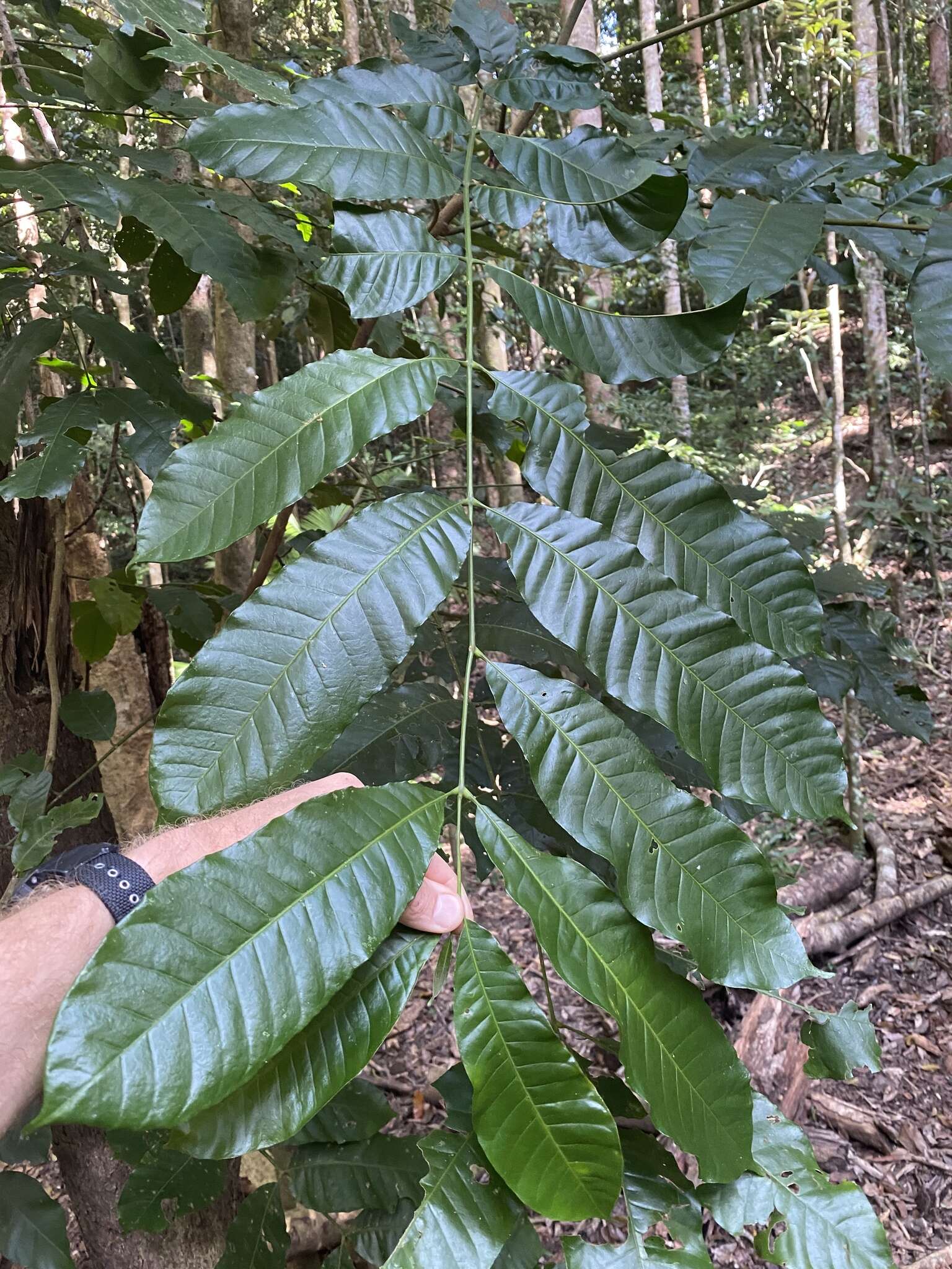 Plancia ëd Chisocheton longistipitatus (Bailey) L. S. Smith