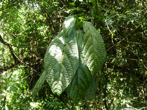 Plancia ëd Quararibea pumila W. S. Alverson