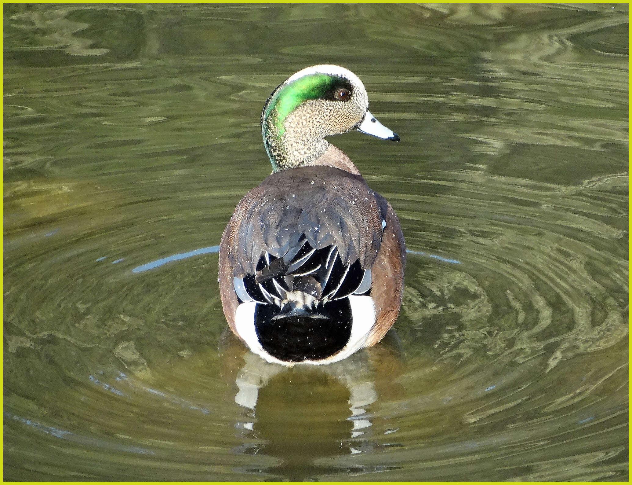 Image of American Wigeon