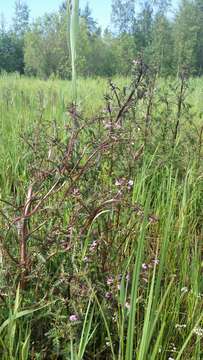 Image of Pedicularis palustris subsp. palustris