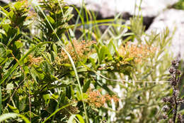 Image of Searsia pyroides var. integrifolia (Engl.) Moffett