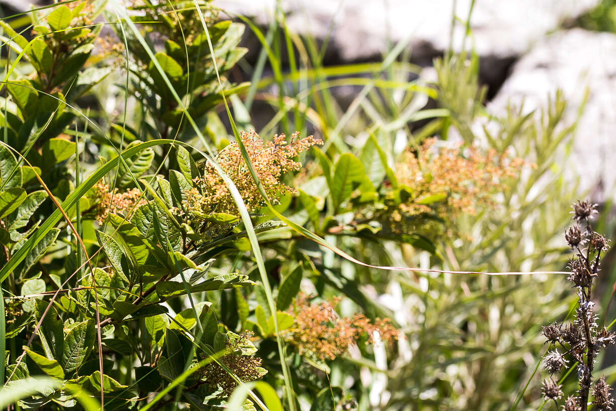 Image de Searsia pyroides var. integrifolia (Engl.) Moffett