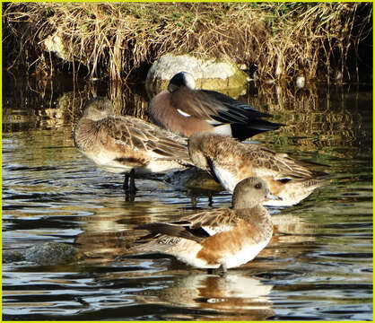 Image of American Wigeon