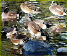 Image of American Wigeon