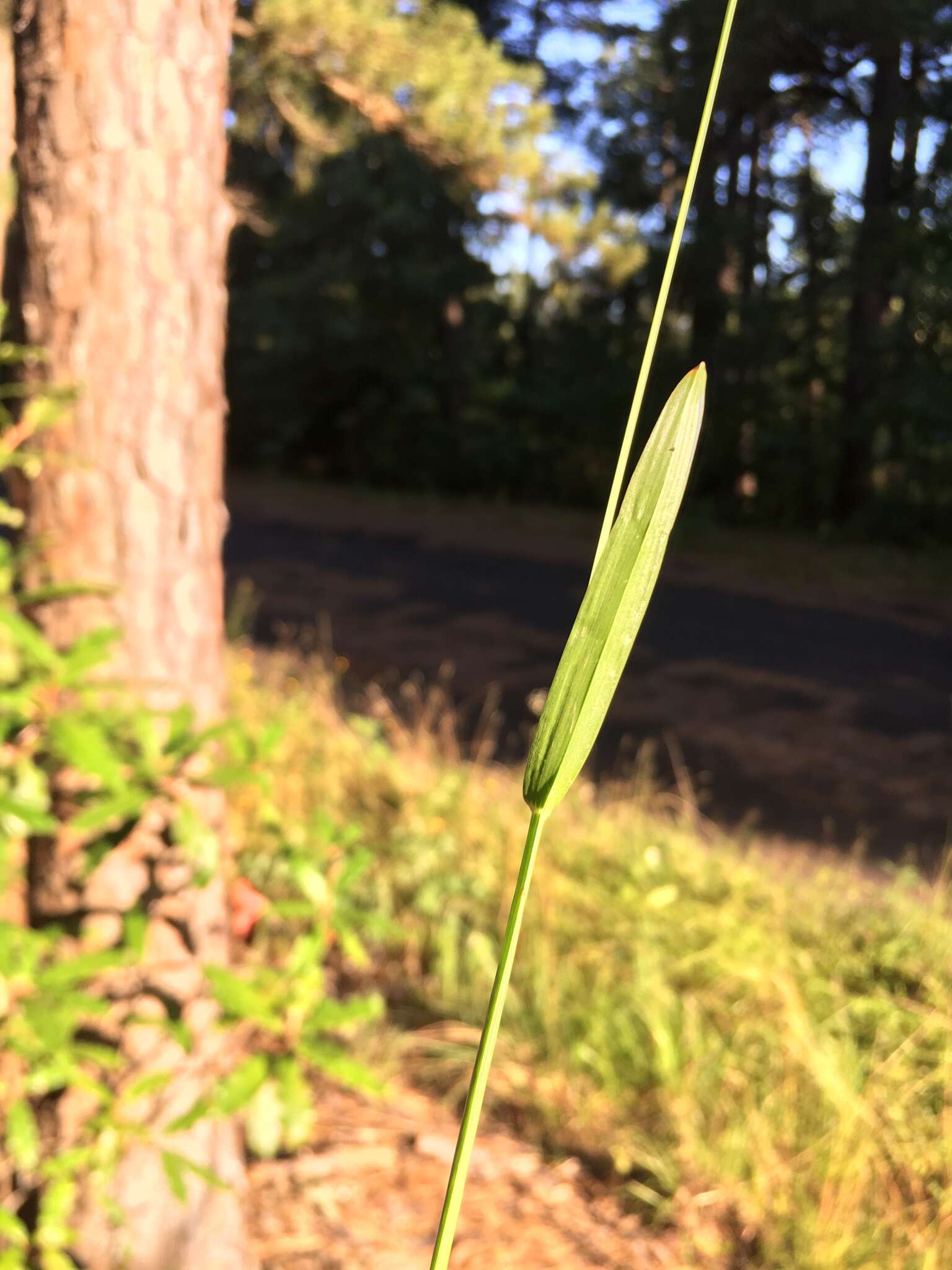 Image of Big Carpet Grass