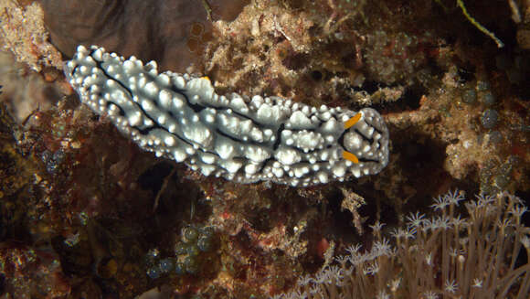 Image of Lumpy black grey orange slug