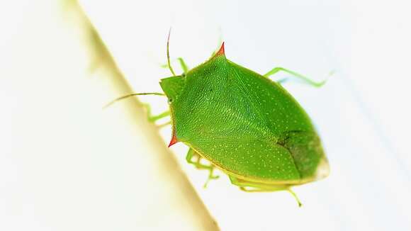 Imagem de Loxa flavicollis (Drury 1773)