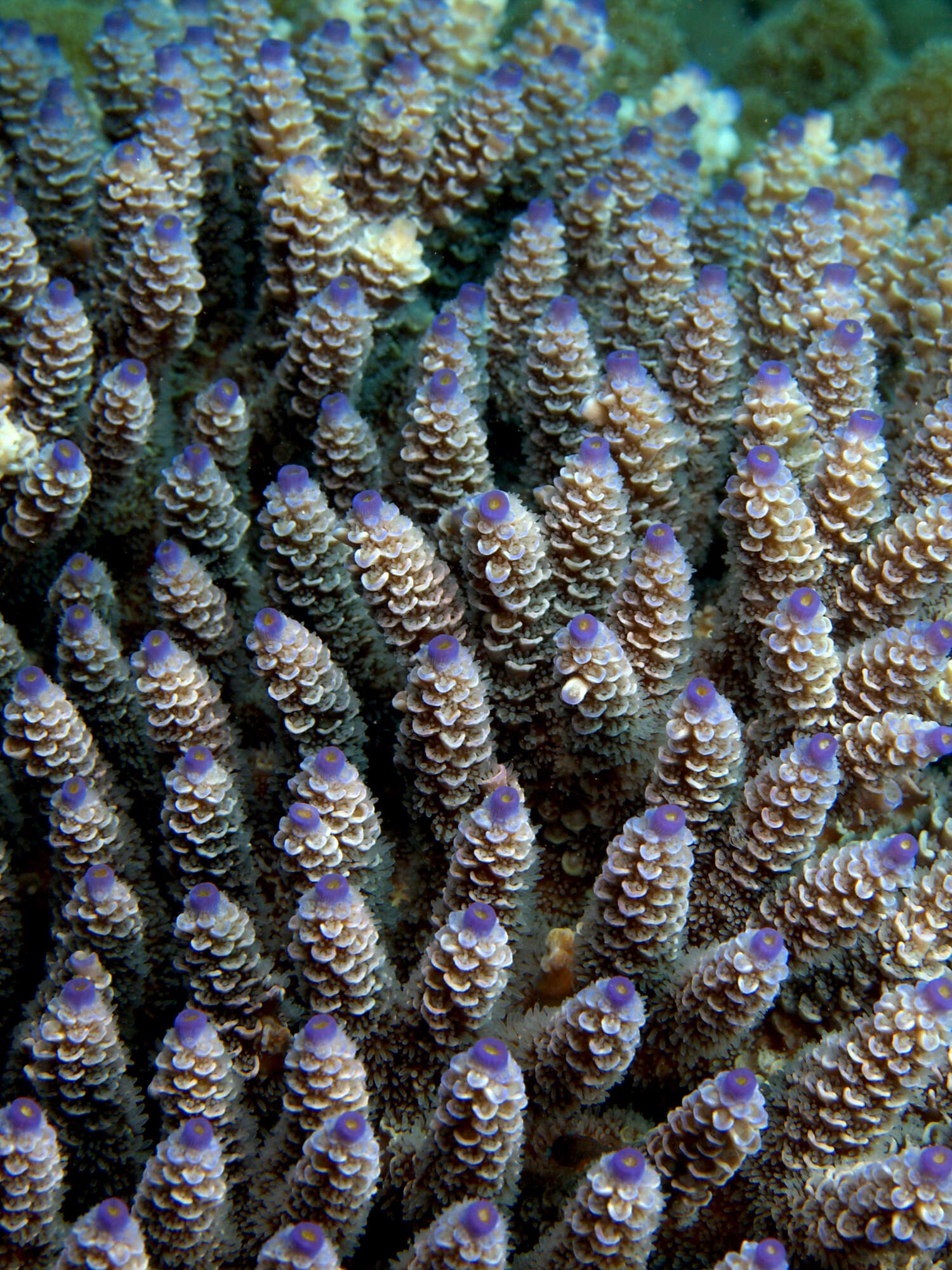 Image of Staghorn coral