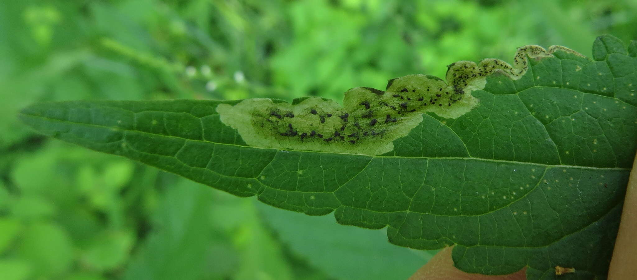 Image of Calycomyza verbenae Hering 1951