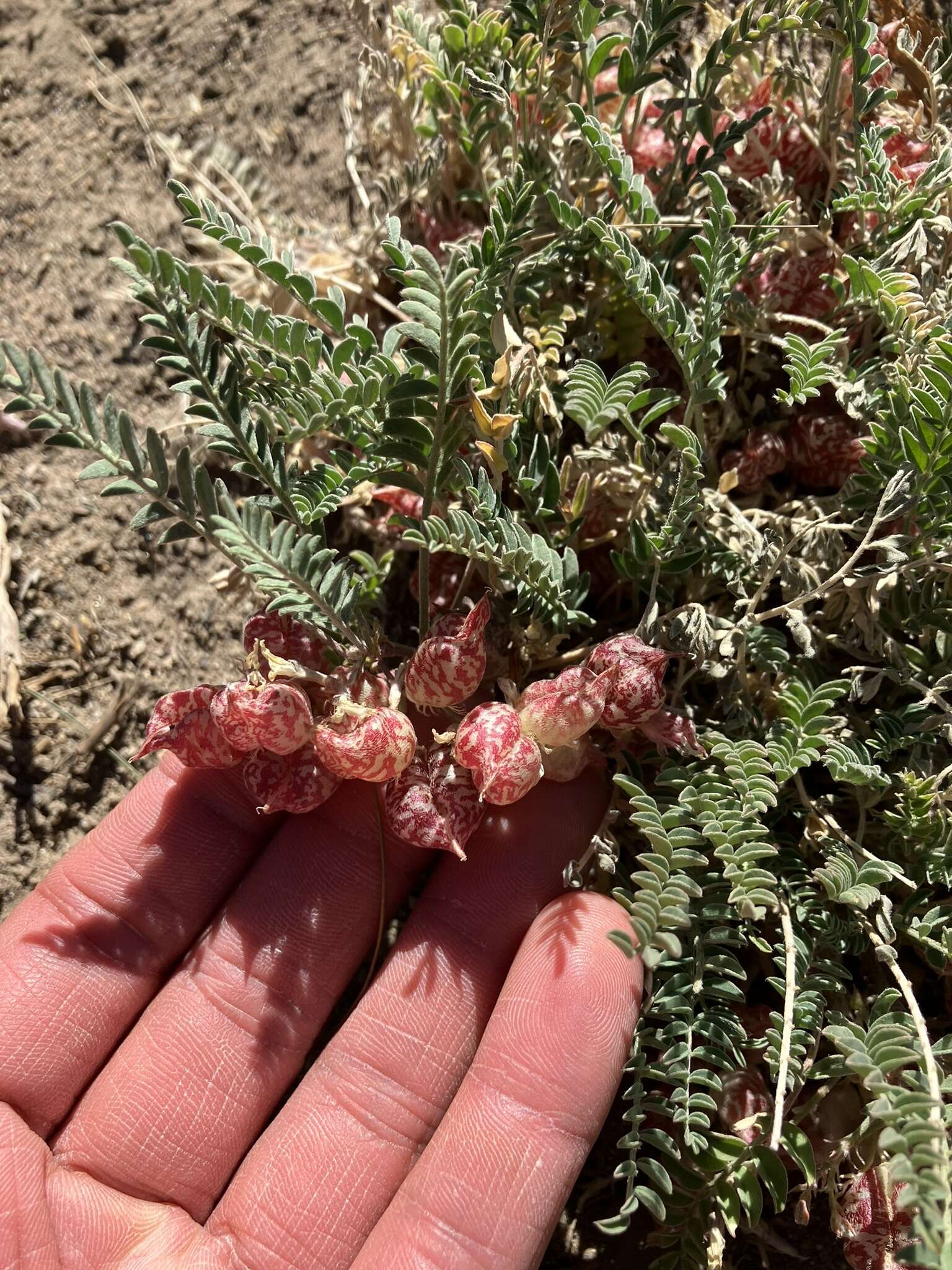 Image of freckled milkvetch