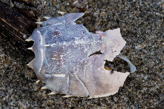 Image of spiny mole crab